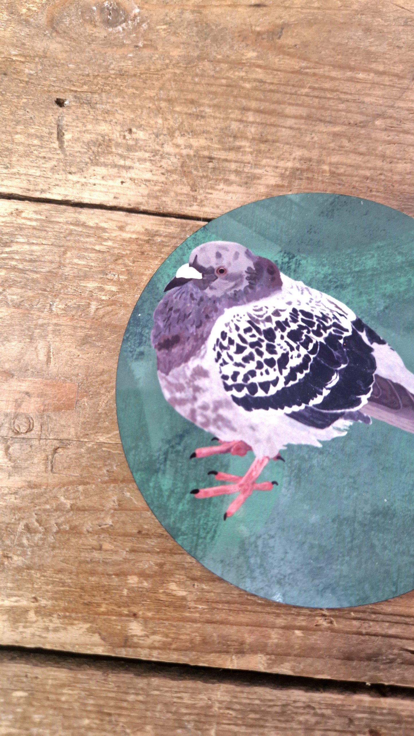 A round sticker of a black and white pigeon sits on wood, evoking Cambridge Market. Its greenish background pairs charmingly with the "Bert The Chonky Pigeon Coaster" by Duck Egg Designs or with a cork backing for added style.