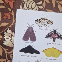 Load image into Gallery viewer, A close up of the top of the print showing the detail in the moth artwork. On the white print at the very top is a magpie moth, then a muslin moth next to a privet hawk moth. Above and to the left of the print you can see a brown floral background.
