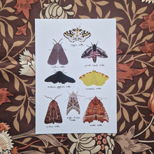 Load image into Gallery viewer, A white print featuring eight British moths with their names in black handwriting below them. Behind the print you can see a brown floral patterned fabric.
