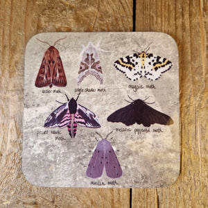 British Moths Coaster