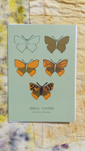 Load image into Gallery viewer, A sage green card featuring the drawing stages for a small copper across five outlines. At the bottom of the card are the butterflys english and latin names. Behind the card is a naturally dyed fabric background.
