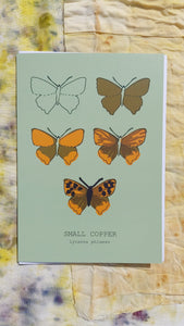 A sage green card featuring the drawing stages for a small copper across five outlines. At the bottom of the card are the butterflys english and latin names. Behind the card is a naturally dyed fabric background.